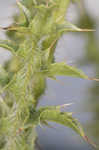 Spiny plumeless thistle